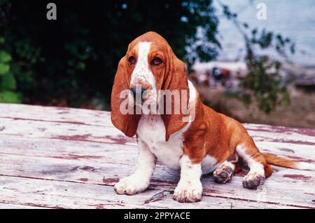 Basset Hound assis sur une surface en bois à l'extérieur près de l'eau Banque D'Images