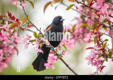 Un Blackbird à ailes rouges perchée dans un arbre de Crabapple en fleurs. Banque D'Images