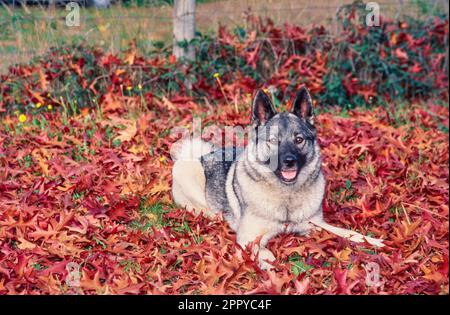 Bon chien de compagnie norvégien, posé à l'extérieur dans des feuilles rouges d'automne Banque D'Images