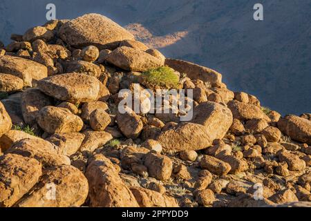 Les arbres se trouvent entre les rochers et les rochers sur une colline. Damaraland, Namibie, Afrique Banque D'Images