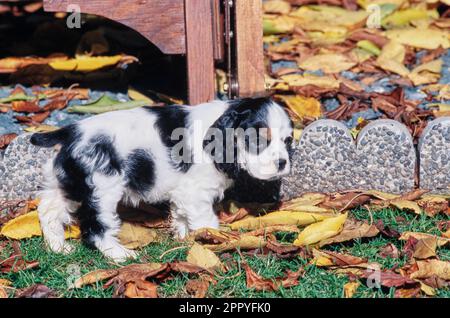 Chien de Cocker américain debout à l'extérieur en automne près de la frontière du jardin en béton Banque D'Images