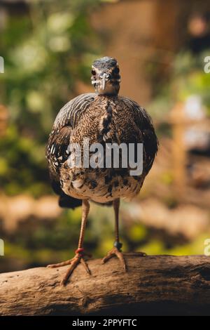 Sunbittern grand oiseau tropical, belles plumes d'oiseaux exotiques animal de la forêt brune, Eurypyga helias, nature faune petit bec yeux orange Banque D'Images