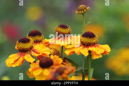 Fleurs de Helenium rouge et jaune Banque D'Images