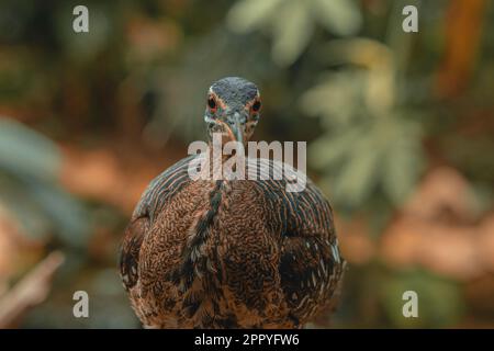 Sunbittern grand oiseau tropical, belles plumes d'oiseaux exotiques animal de la forêt brune, Eurypyga helias, nature faune petit bec yeux orange Banque D'Images