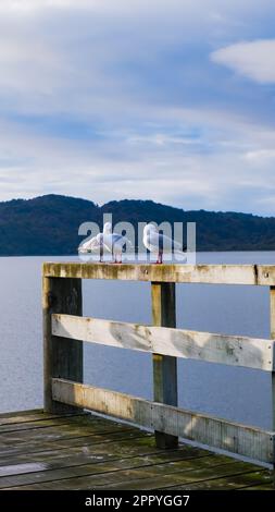 Mouettes sur un quai au lever du soleil, île Stewart, Nouvelle-Zélande Banque D'Images