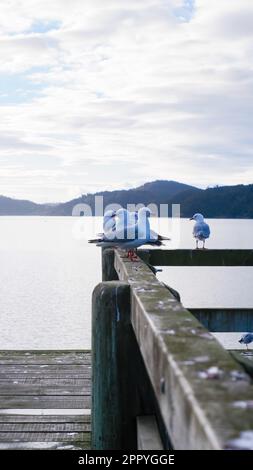 Mouettes sur un quai au lever du soleil, île Stewart, Nouvelle-Zélande Banque D'Images