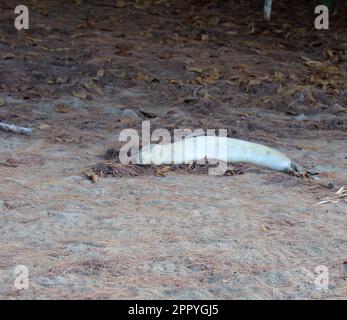 Un phoque moine hawaïen, Monachus schauinslandi, dormant sur des aiguilles de pin et du sable à Kee Beach, dans le parc national Napali Coast Wilderness Park, Kauai, Hawaii, États-Unis Banque D'Images