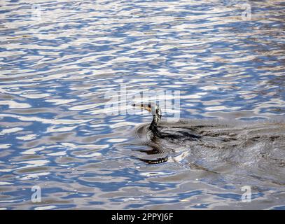 Un grand Cormorant, Phalacrocorax carbo sur la rivière Kent à Kendal, Cumbria, Royaume-Uni. Banque D'Images