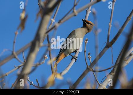 Jaseur boréal (Bombycilla garrulus) Banque D'Images