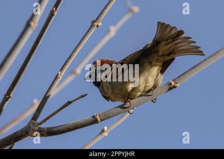 Bruant de maison de sexe masculin (Passer domesticus) plumage nichant Banque D'Images