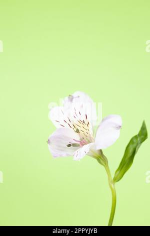 Une fleur d'Alstroemeria sur fond vert clair. Banque D'Images