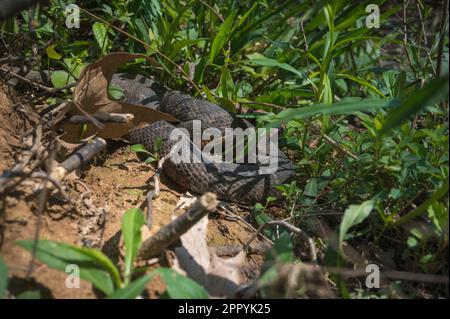 Brown Water Snake (Nerodia taxispilota), White Pines nature Preserve, Caroline du Nord, États-Unis Banque D'Images