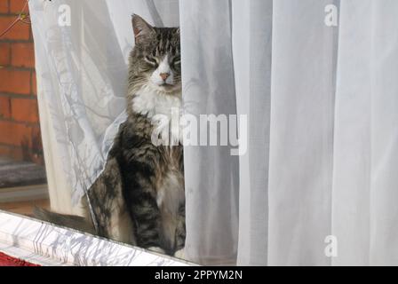 Un chat de tabby d'argent à poil long senior qui traverse une fenêtre avec des rideaux en filet. Banque D'Images