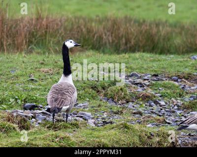 Une bernache du Canada, Branta canadensis, dont le visage blanc est inhabituel et qui résulte de l'hybridation à Ambleside, Lake District, au Royaume-Uni. Banque D'Images