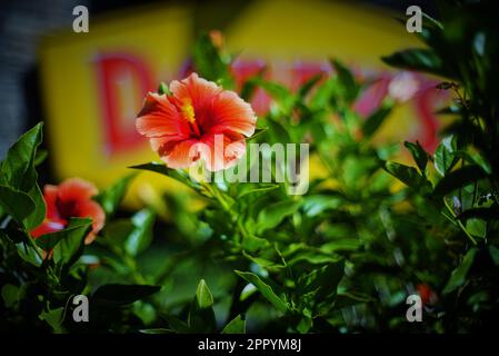 Des fleurs d'hibiscus chinois poussent devant un restaurant Denny's à Costa Mesa, en Californie Banque D'Images