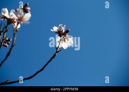 Les arbres fruitiers fleurissent au printemps. Fleurs d'abricot sur la branche contre ciel bleu. Nature, monde respectueux de l'environnement. Banque D'Images