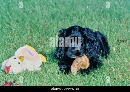 American Cocker Spaniel chiot mâchant l'oreille de porc allongé dans l'herbe avec le jouet Banque D'Images