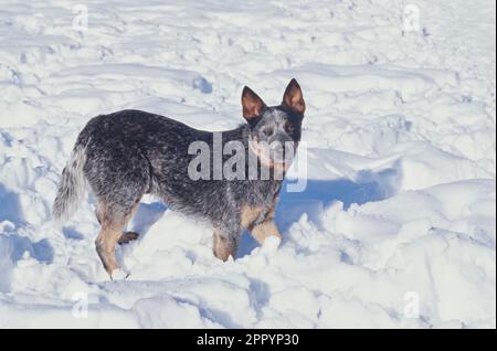 Chien de bétail australien debout dans la neige d'hiver Banque D'Images