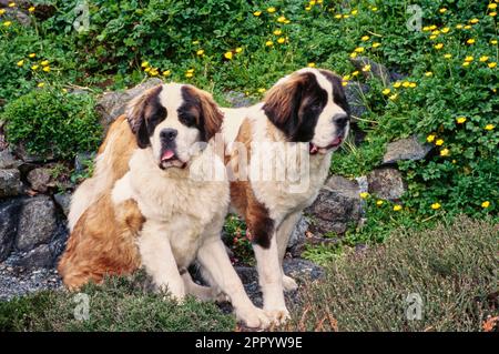 St. Bernards devant les rochers Banque D'Images