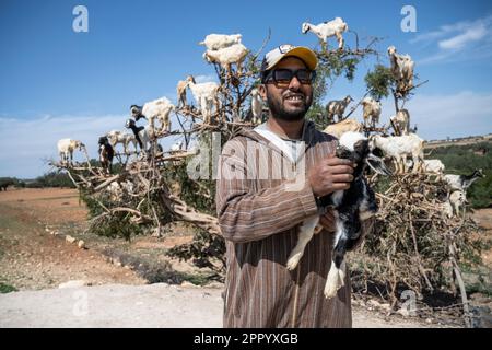 Troupeau de chèvres posant avec son troupeau perché sur un arbre le long de la route de Marrakech à Essaouira. Le long de cette route, il y a une série d'arbres disposés de telle manière que les chèvres grimpent sur eux et leurs propriétaires gagnent de l'argent en laissant les touristes les photographier. Banque D'Images