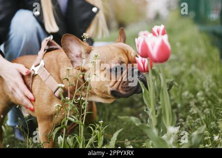 Joli petit boudogue qui renifle des fleurs de tulipe dans le jardin de printemps. Propriétaire marchant le chien dans le parc vert Banque D'Images