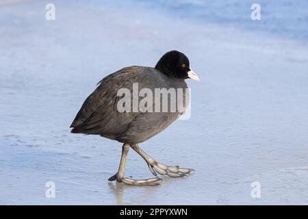 Coq eurasien / coq commun (Fulica atra) marchant sur la glace de l'étang gelé en hiver Banque D'Images