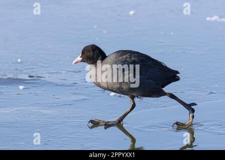 Coq eurasien / coq commun (Fulica atra) courant au-dessus de glace de l'étang gelé en hiver Banque D'Images