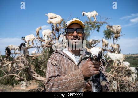 Troupeau de chèvres posant avec son troupeau perché sur un arbre le long de la route de Marrakech à Essaouira. Le long de cette route, il y a une série d'arbres disposés de telle manière que les chèvres grimpent sur eux et leurs propriétaires gagnent de l'argent en laissant les touristes les photographier. Banque D'Images