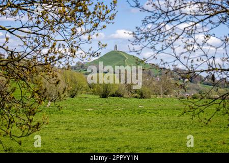 Glastonbury Tor vu encadré à travers des branches à Glastonbury, Somerset, Royaume-Uni, le 25 avril 2023 Banque D'Images