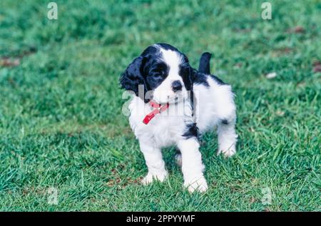 Chien de Cocker américain debout à l'extérieur dans l'herbe Banque D'Images