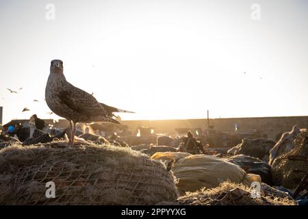 Mouette perchée sur un filet de pêche dans le port d'Essaouira au coucher du soleil. Banque D'Images