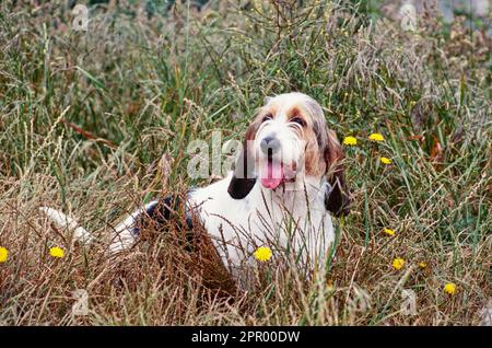 Long chien courant à poil long avec la langue en position assise dans l'herbe haute à l'extérieur Banque D'Images