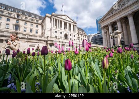 Londres, Royaume-Uni. 25 avril 2023. Tulipes fleuries sur un parterre de fleurs devant la Banque d'Angleterre. L'économiste en chef de la Banque d'Angleterre, Huw Pill, a déclaré que les ménages britanniques devraient accepter qu'ils soient plus pauvres, et que les travailleurs et les entreprises devraient cesser d'essayer de répercuter les coûts en augmentant les prix ou en exigeant de meilleurs salaires. Credit: amer ghazzal / Alamy Live News Banque D'Images