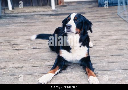 Bernese Mountain Dog sur une terrasse en bois Banque D'Images