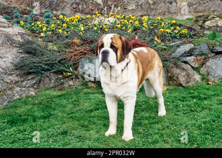 St. Bernard dans l'herbe en face des rochers et des fleurs Banque D'Images