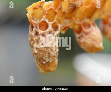 Pas fermé queen cellule miel abeille gros plan Banque D'Images