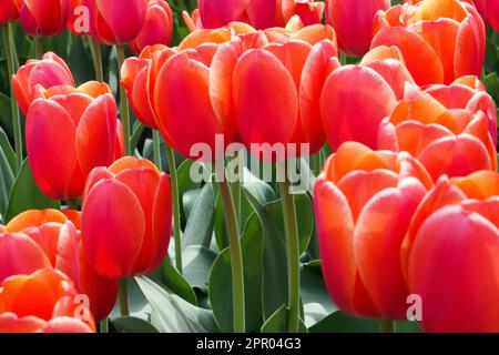 Darwin hybride tulipe, Tulipa 'ad rem', tulipes rouges Banque D'Images