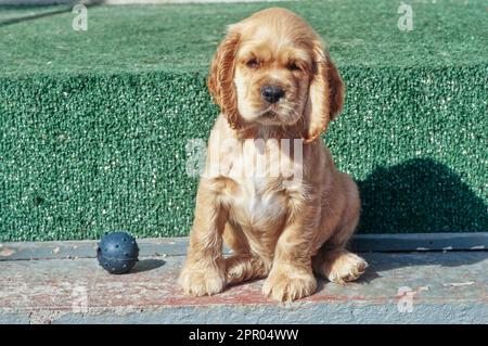Chien de Cocker américain assis à l'étape avec de l'herbe artificielle et du ballon noir Banque D'Images