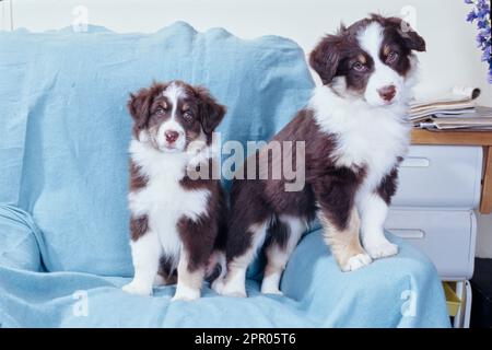 Deux chiots de berger australien sur un canapé avec une couverture bleue Banque D'Images