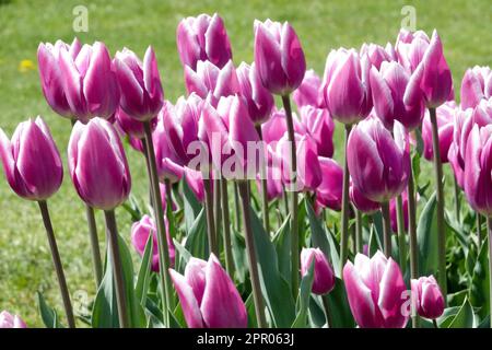 Tulipes roses, tulipe de triomphe, Armée du Salut de Tulipa Banque D'Images