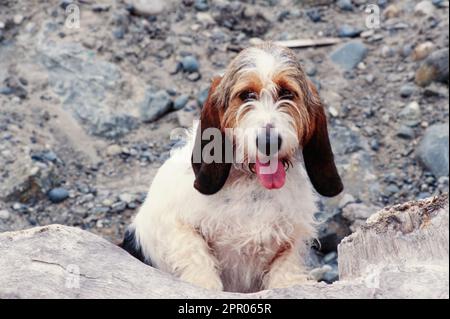 Long chien d'appui à poil long dehors assis sur le bois de grève avec la langue dehors Banque D'Images