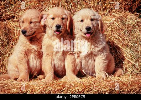 Trois chiots Golden Retriever assis ensemble sur haystack Banque D'Images