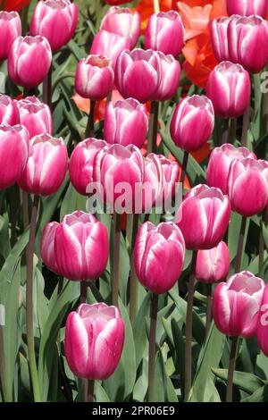 Tulips roses pour un groupe de tulipes tardives, Tulipa « Jumbo Beauty » Banque D'Images