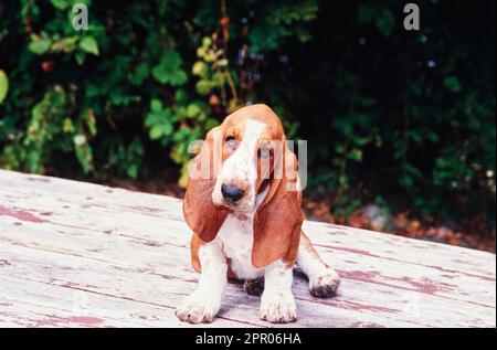 Basset Hound assis sur une surface en bois à l'extérieur près des plantes Banque D'Images