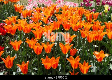 Tulipe à fleurs de Lily, Tulipa 'Ballerina', tulipes orange Ballerina Banque D'Images