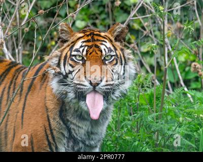 Sumatra tigre Panthera tigris sondaica Banque D'Images