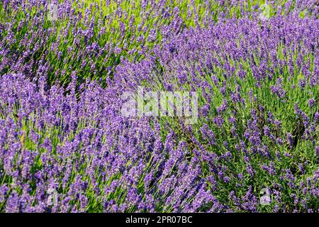 Lavande anglaise, Lavandula angustifolia « Bleu hidcote » Banque D'Images