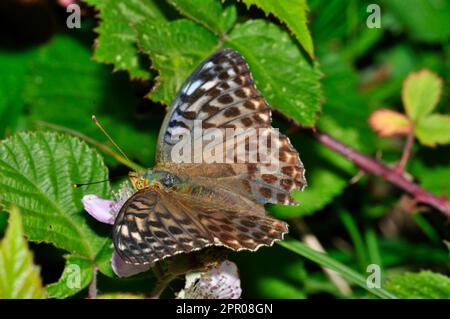 Fritillary, Argynnis paphia, papillon, variante féminine 'valezina', bois, juillet et août, Somerset, Royaume-Uni Banque D'Images