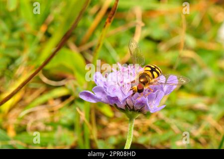 La femelle vole en vol stationnaire, 'Syrphus ribeshi', sur un champ scabieux 'Scabiosa arvensis' dans les prairies sur les Wiltshire Downs .Sunny Day en milieu d'été. Banque D'Images