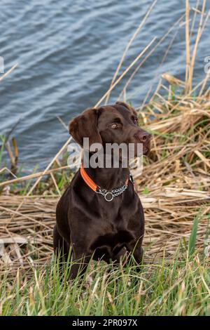 chocolate labrador retriever, gungg, labradinger, springerdor, springador, mignon, chien de travail, chien attentif, chien beau, chien au bord de l'eau. Banque D'Images